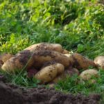 Berliner Bio-Kartoffeln aus dem bauerngarten