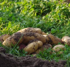 Berliner Bio-Kartoffeln aus dem bauerngarten