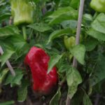 Paprika