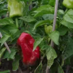 Paprika