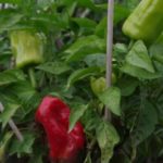 Berliner Paprika-Ernte im bauerngarten