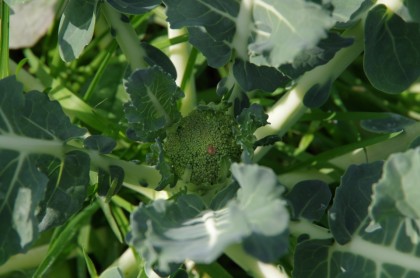 bauerngarten Havelmathen Oktober Brokkoli unreif