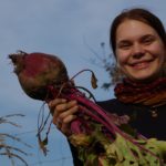 Riesige Bio Rote Bete in Berlin geerntet!