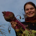 Riesige Bio Rote Bete in Berlin geerntet!