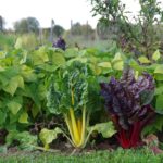 Mangold im Oktober