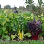 Mangold im Oktober