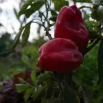Berliner Bio-Paprika im bauerngarten