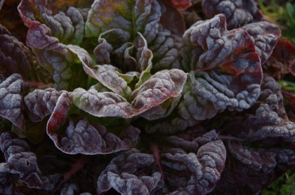 Garten winterfest machen