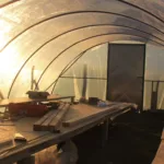 bauerngarten jungpflanzen im tunnel