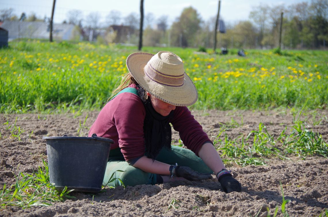 Ulla Beim Zwiebeln Stecken Bauerngarten