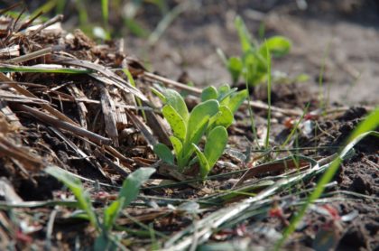 Calendula Mulch bauerngarten