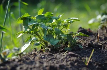 Gründungsvorbereitung bauerngarten 2.0