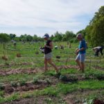 biogarten mulchen