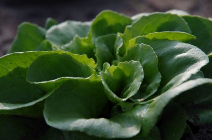 Salat bauerngarten