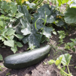 Zucchini