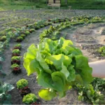 Salat