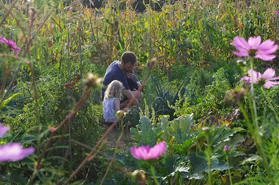 Zecken im bauerngarten