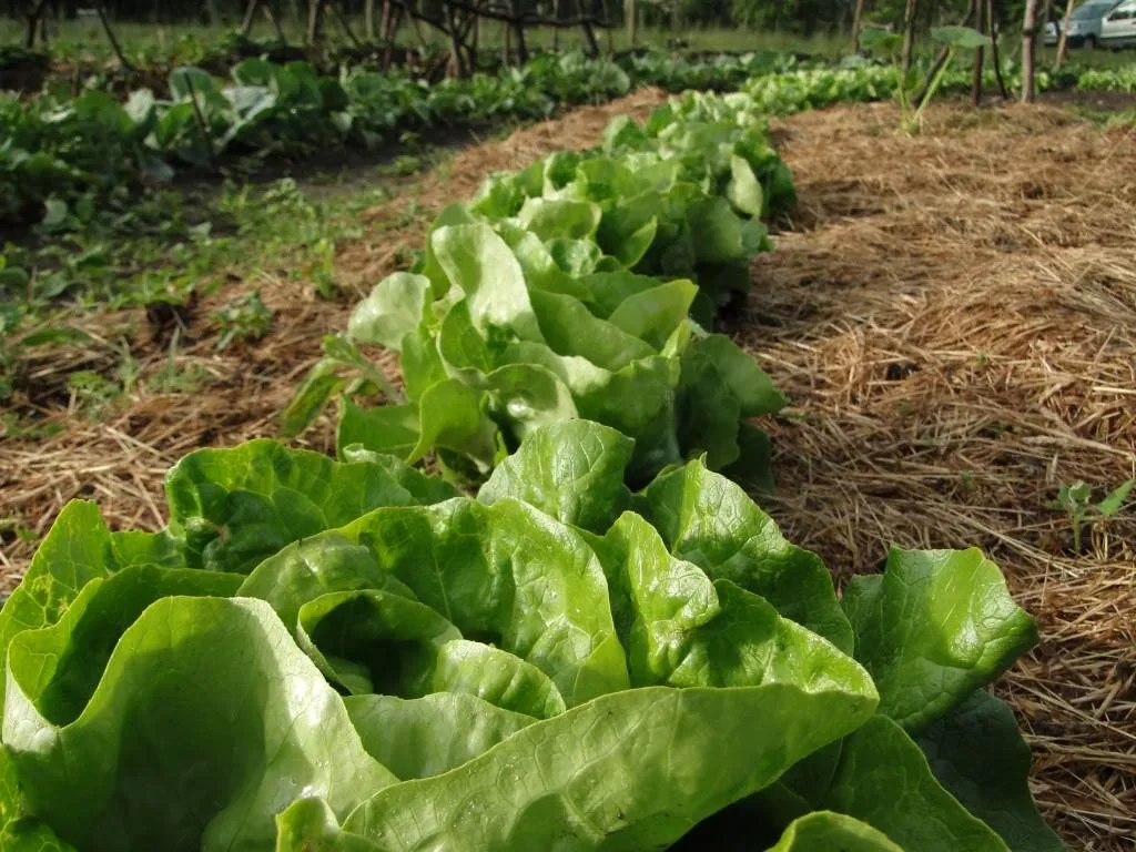 Salat ernten – wann?