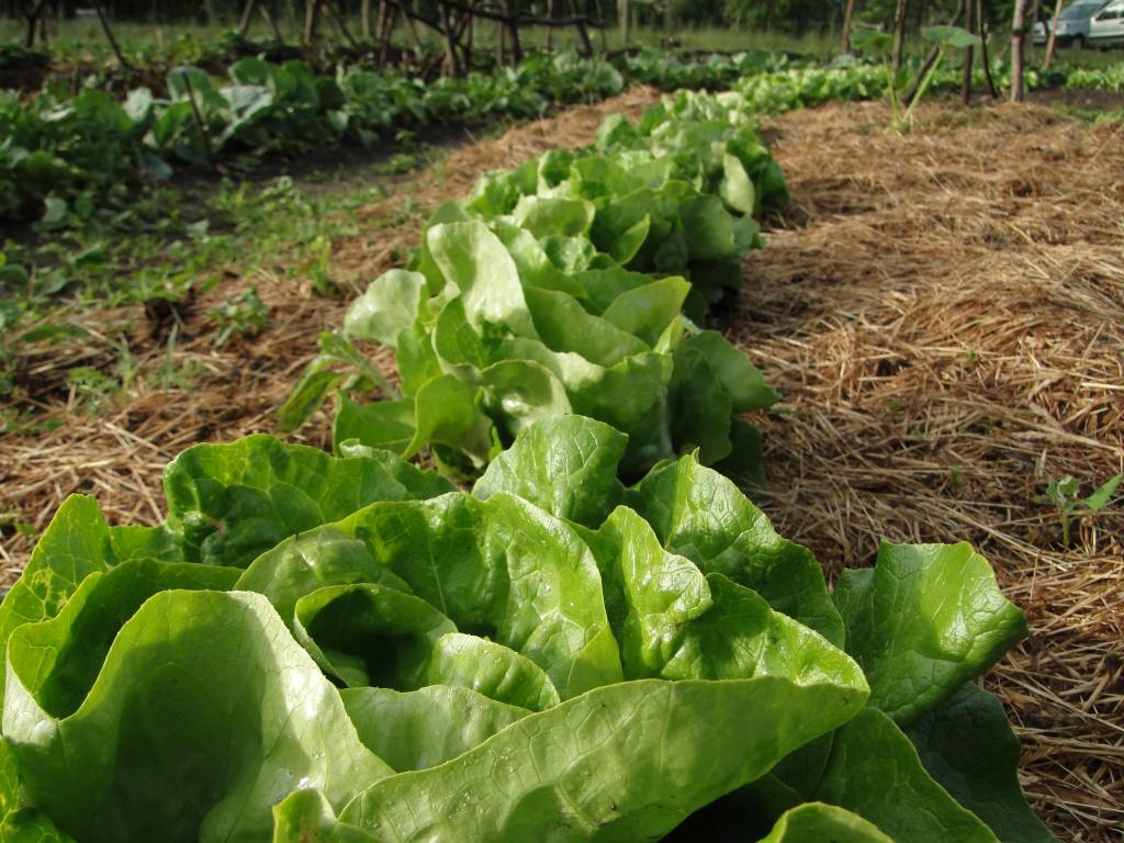 Wann Salat Nicht Mehr Ernten Salat ernten – wann? » bauerngarten