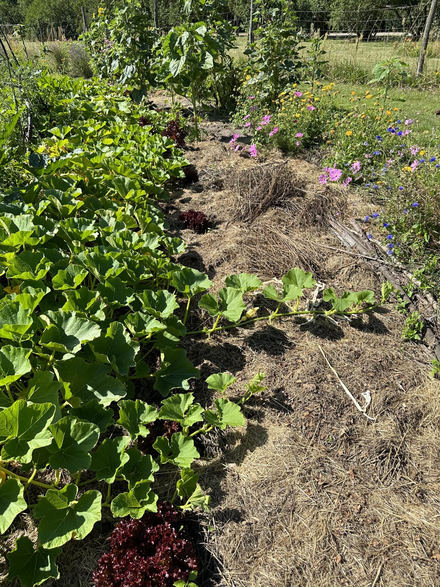 Salat pflanzt man am besten bei 33 Grad …. » bauerngarten