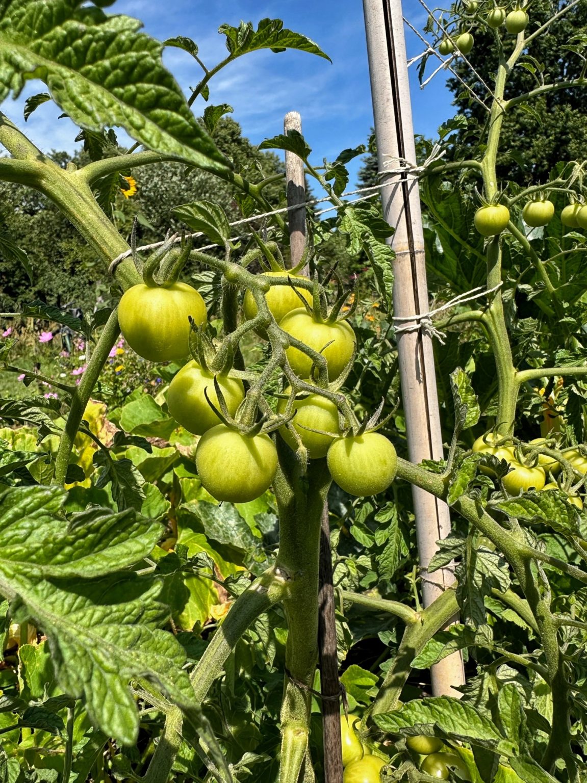 Salat pflanzt man am besten bei 33 Grad …. » bauerngarten