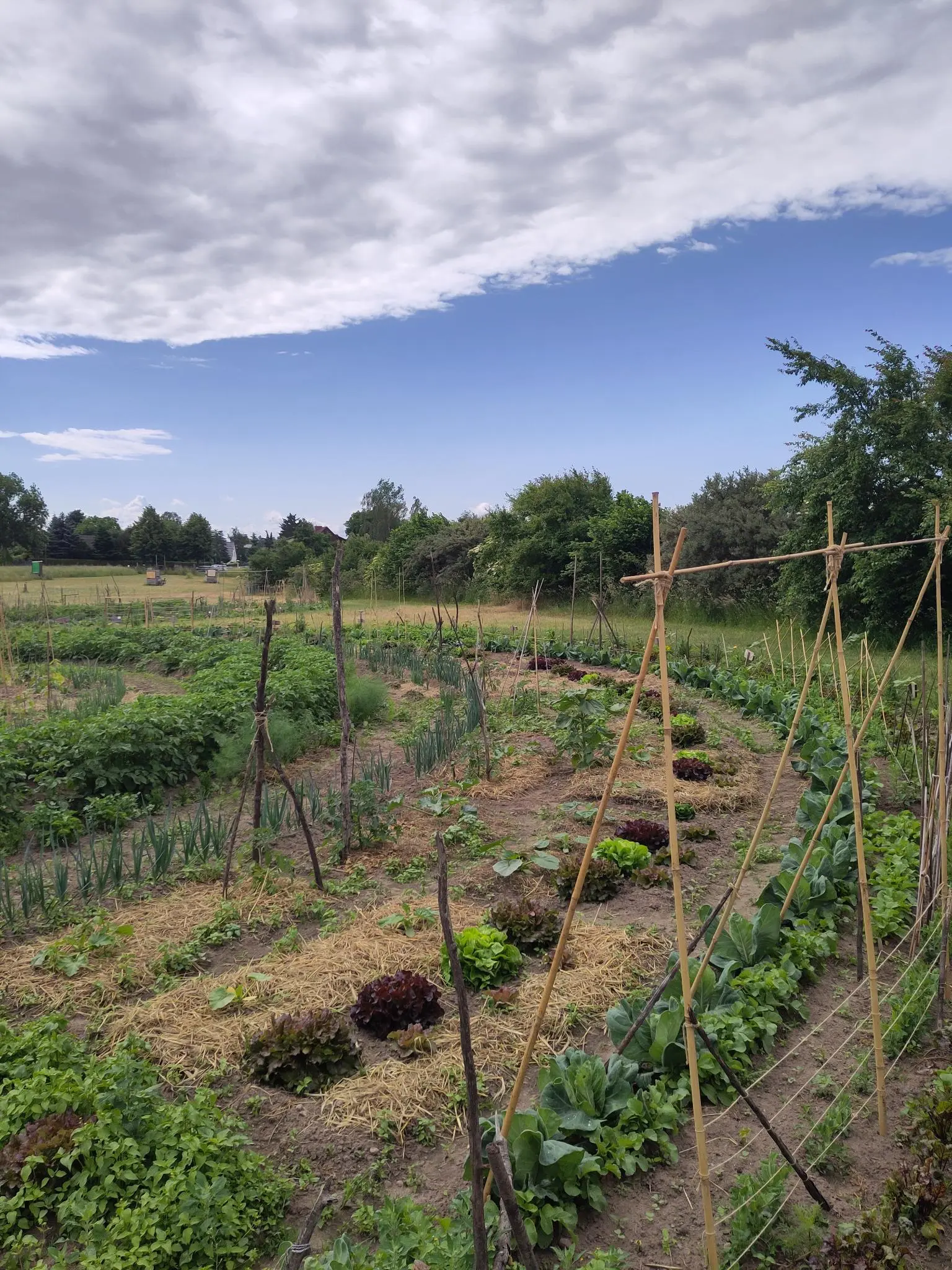 Beitrittserklärung - bauerngarten eG - Genossenschaftsanteil